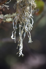 Ramalina leptocarpha