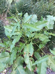 Rumex aquaticus