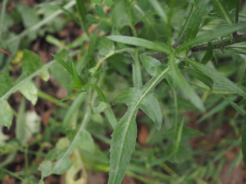 Image of Mantisalca salmantica by (c) Augustin Soulard, some rights reserved (CC BY)