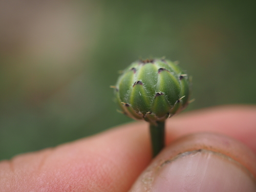 Image of Mantisalca salmantica by (c) Augustin Soulard, some rights reserved (CC BY)
