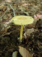 Amanita arkansana
