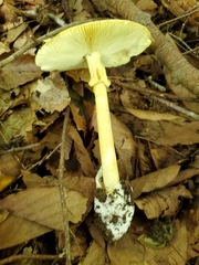 Amanita arkansana