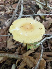Amanita arkansana