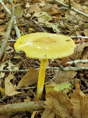 Amanita arkansana