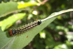 Acronicta radcliffei