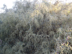 Atriplex lentiformis