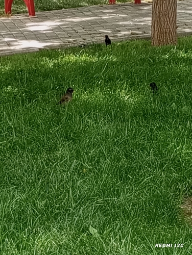 Common Myna