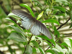 Papilio memnon