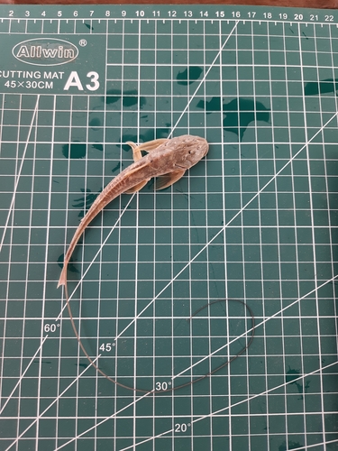 Sisor catfish (Sisor rabdophorus) — Sisoridae