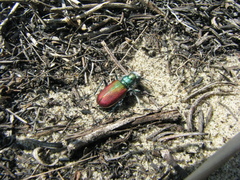 Cicindela scutellaris scutellaris