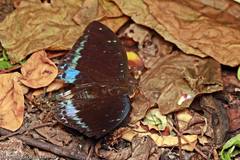Lexias dirtea merguia