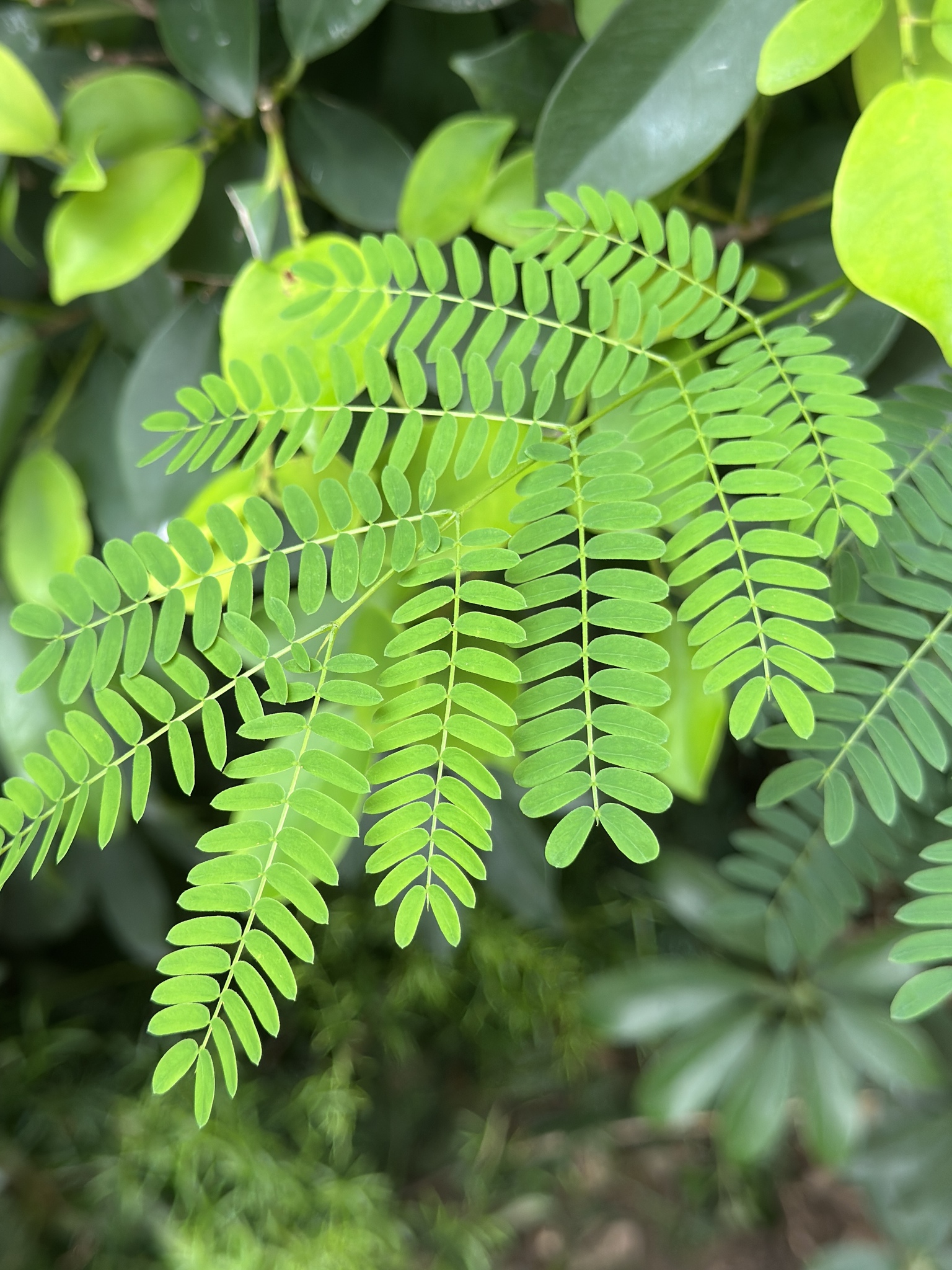 Imagem de Albizia