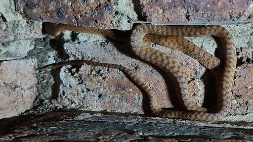 Brown Tree Snake sighting