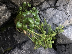 Cochlearia tridactylites