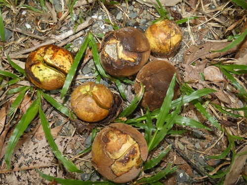 Idiotfruit (Idiospermum australiense)