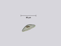 Cymbella