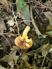 Cantharellus lewisii