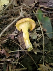 Cantharellus lewisii
