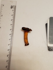 Cantharellus lewisii