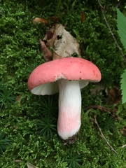 Russula peckii
