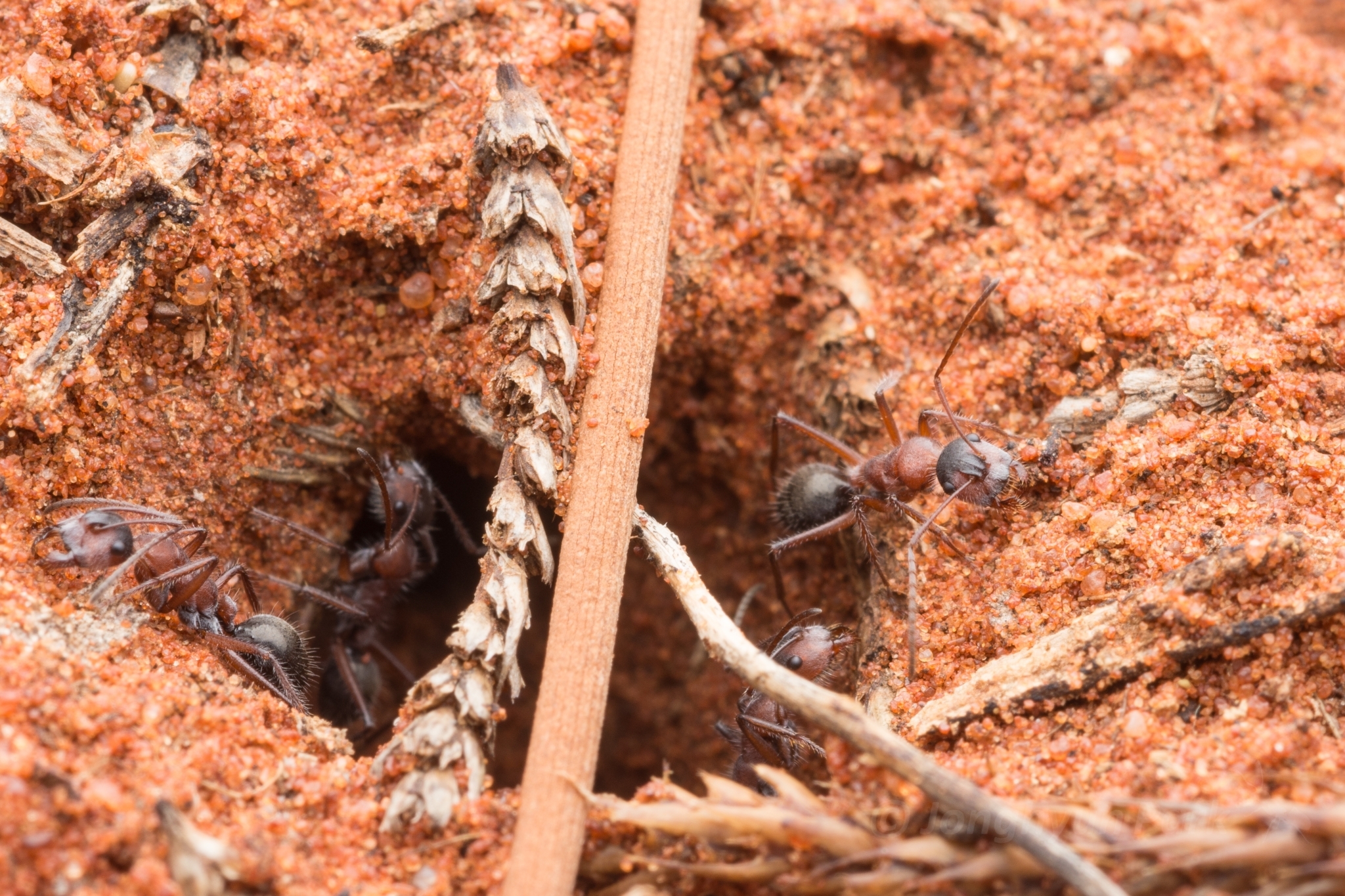 Camponotus setosus