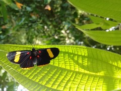 Melanis electron