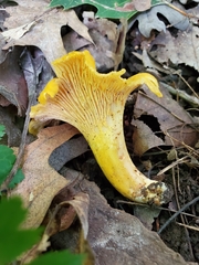 Cantharellus chicagoensis