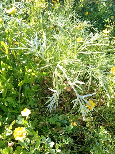 Image of Echinops strigosus by no rights reserved