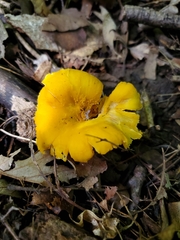 Cantharellus chicagoensis