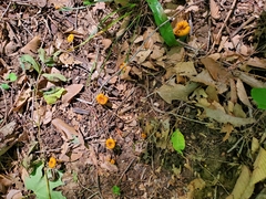 Cantharellus chicagoensis