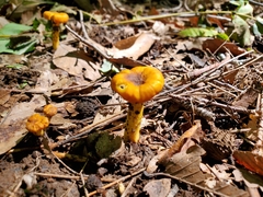 Cantharellus chicagoensis