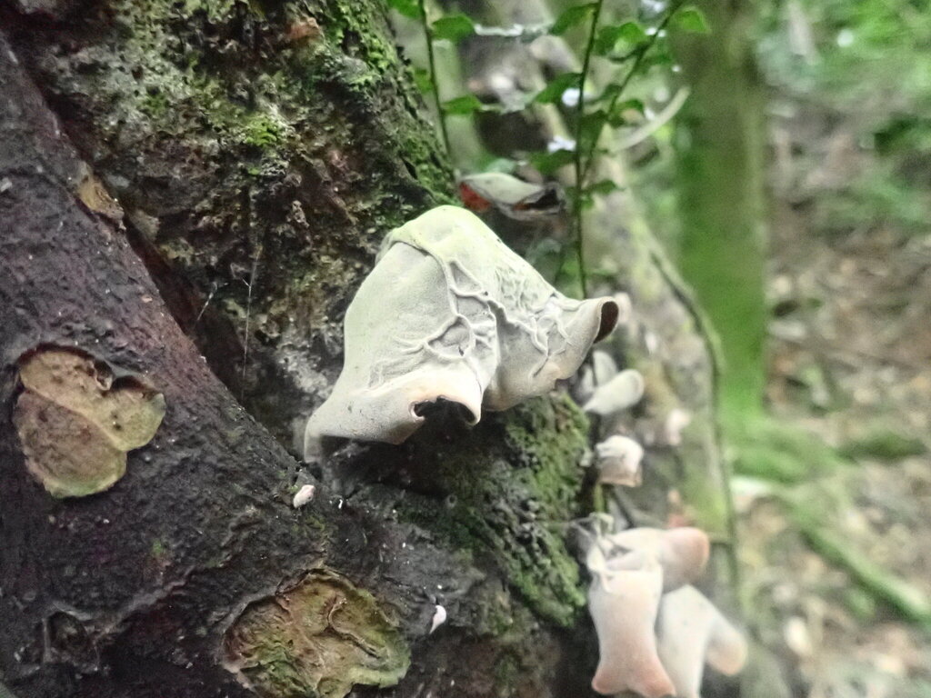 Auricularia cornea · April 2025 · photo: © shaun_thompson (iNaturalist, cc-by)