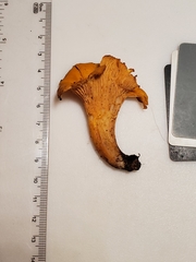 Cantharellus chicagoensis