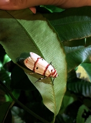 Cyana perornata