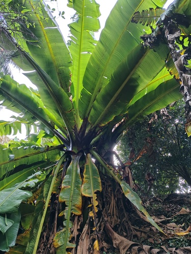 Ensete ventricosum