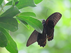 Papilio memnon