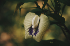 Centrosema sagittatum