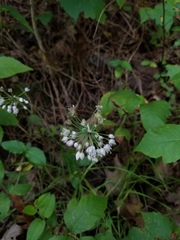 Allium cernuum