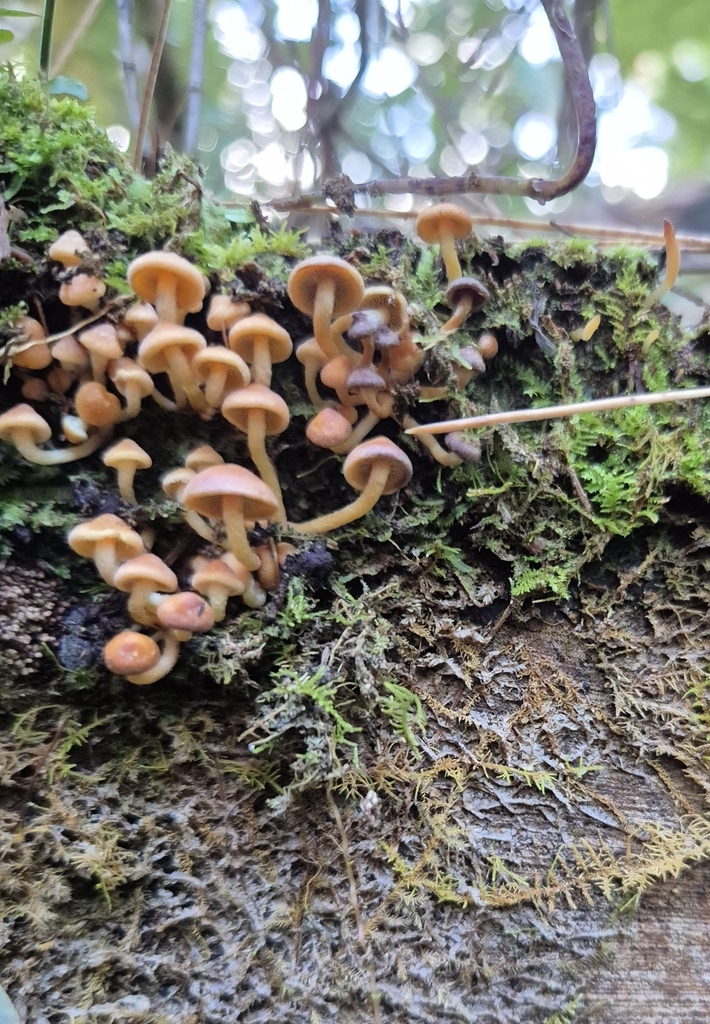 Hypholoma acutum · April 2025 · photo: © rempson (iNaturalist, cc-by)