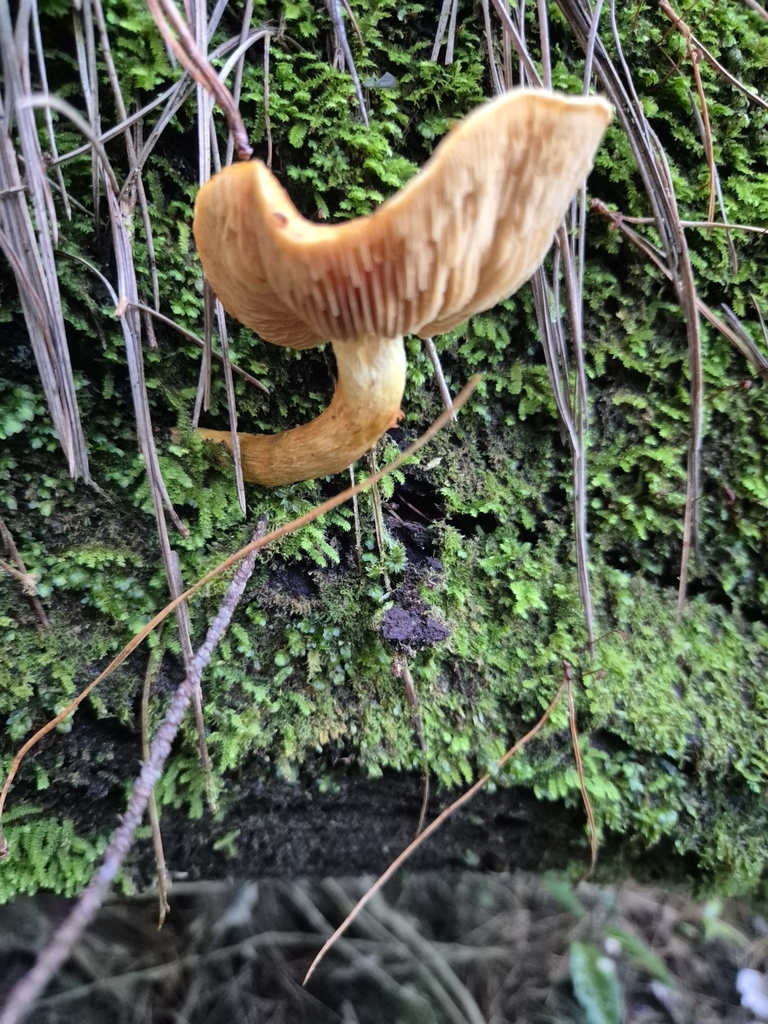 Pholiota multicingulata · April 2025 · photo: © rempson (iNaturalist, cc-by)