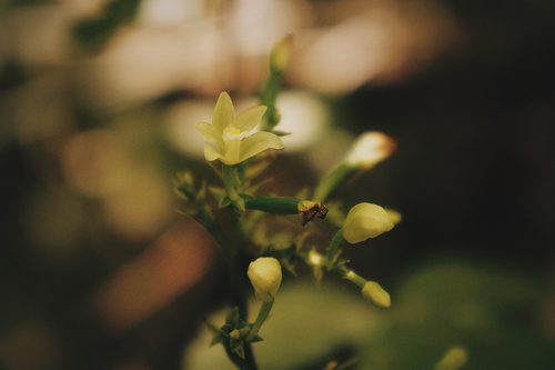 Young Palm Orchid (Tropidia polystachya)