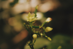 Tropidia polystachya