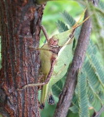 Pyrgomorphidae