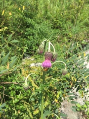 Cirsium pendulum