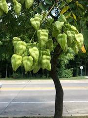 Koelreuteria paniculata