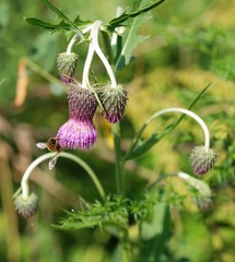 Cirsium pendulum