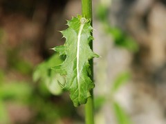 Cirsium pendulum