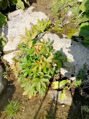 Potentilla chrysantha