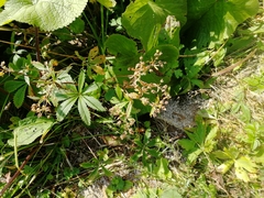 Potentilla chrysantha