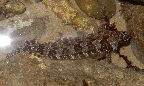 Lace klipfish (Blennioclinus brachycephalus) — Clinidae — 3